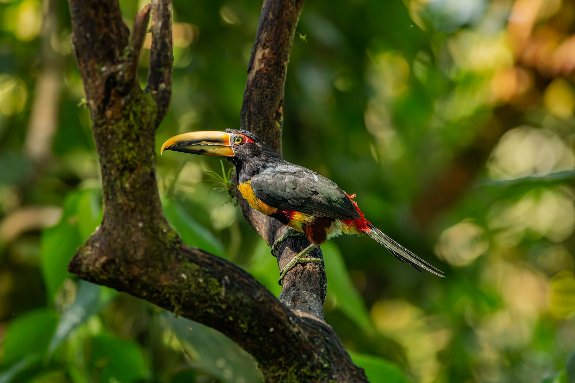 Toucan in Dos Mangas forest